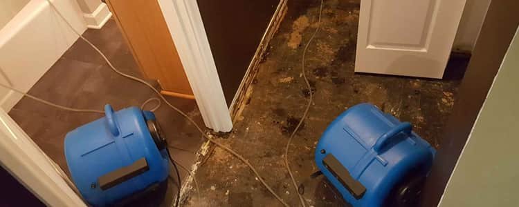 Best Flood Damage Restoration Hoppers Crossing