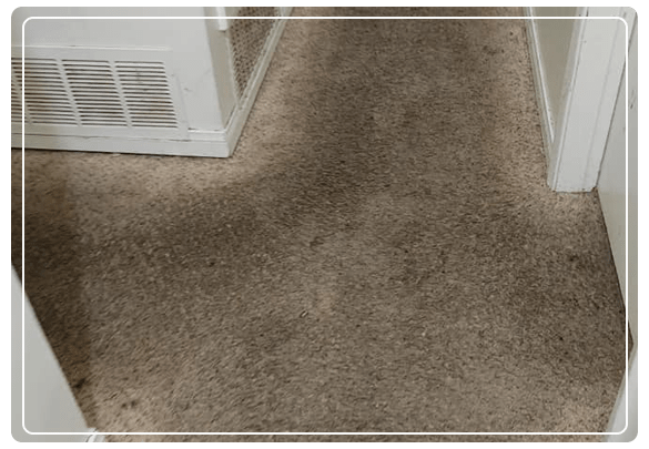 Effective Carpet Cleaning Services